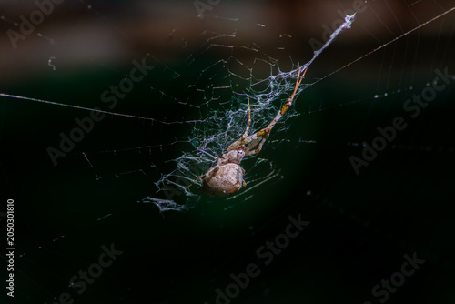 Fotografía Araña