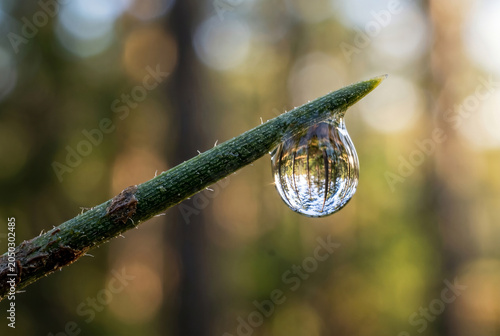 Macro Water Droplet Hanging from Thorn Branch with Forest Reflection and Bokeh Background