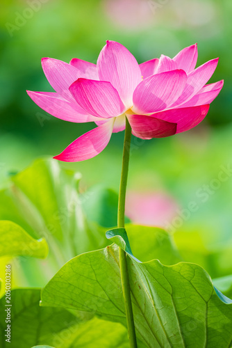 Beautiful pink lotus flower blooming in the pond as a symbol of purity, buddhism and nature under sunlight in South Korea.