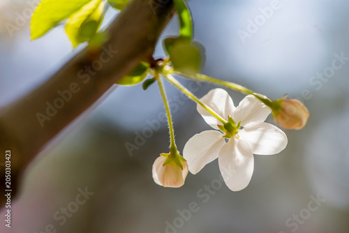 Beautiful white flowers and buds blooming on a tree branch in spring with blurry bokeh background in South Korea.