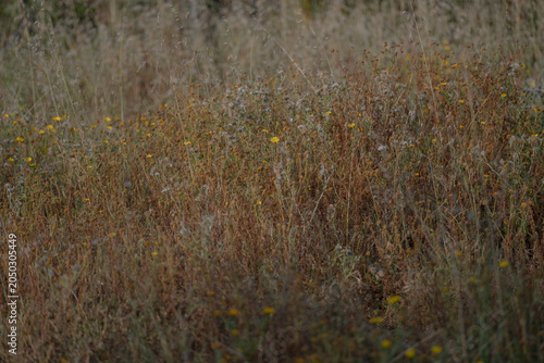 Dry wildflower meadow with fading vegetation, seed heads and natural grasses. Seasonal grassland texture showcasing the transition from the flowering stage to the late summer landscape.