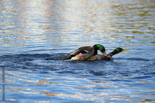 Fotografie Mating Ducks in Lake