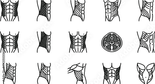 Photos Set of human abdominal muscle anatomy icons and diagrams.