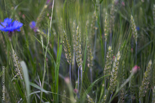 Scenic landscape of a green wheat field with wild blue cornflowers under a cloudy sky. Summer rural grain farm meadow. Organic agriculture and nature background
