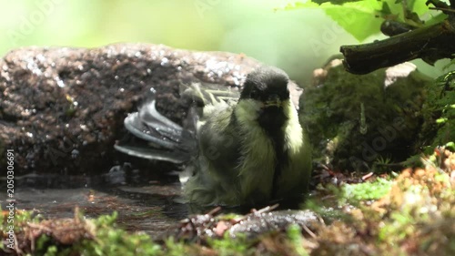 Cinciallegra (Parus major) | Great Tit Bathing in Natural Water Source 4K