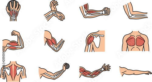 Foto Set of anatomical diagrams showing human arm and shoulder muscles