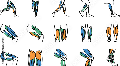 Photos Anatomical collection of human leg muscle groups and exercise diagrams