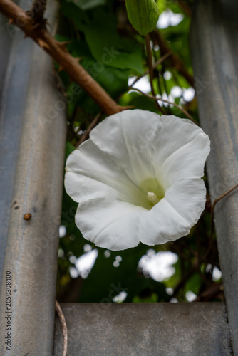 Quadro su tela Close-up of hedge bindweed Calystegia sepium white wild flower in bloom