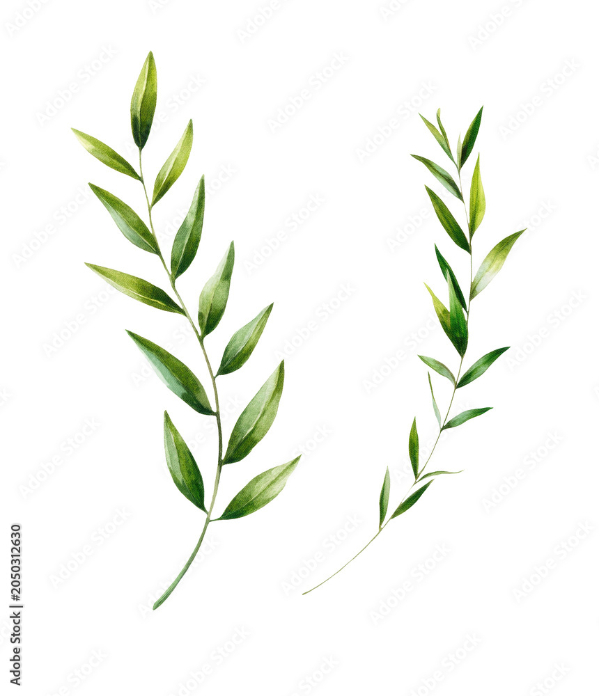 Fototapeta premium Delicate watercolor botanical branches with fresh green leaves, hand-painted foliage elements featuring natural textures and elegant organic design isolated on a white background.