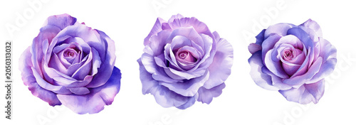 Elegant watercolor lavender rose collection featuring delicate layered petals, romantic floral elegance, and soft botanical beauty isolated on a white background.