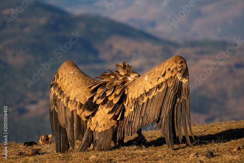 Back view of a Griffon Vulture (Gyps fulvus) mantling with fully spread wings to protect its food