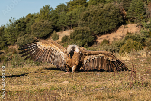 Majestic Griffon Vulture (Gyps fulvus) standing on the ground with fully spread wings basking in the sun