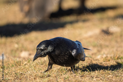Close-up of a wild Common Raven (Corvus corax) foraging on dry grass in the sunlight