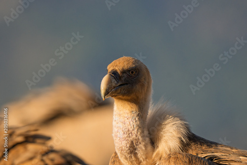 Highly detailed close-up portrait of a wild Griffon Vulture (Gyps fulvus) head in warm sunlight