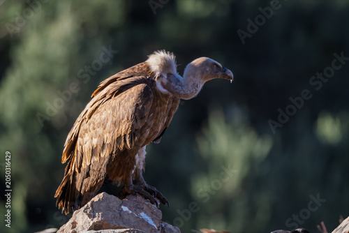 Profile of a majestic wild Griffon Vulture (Gyps fulvus) perched on a rock against a blurred green background