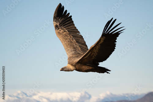 Griffon Vulture (Gyps fulvus) soaring majestically above snow-capped mountains
