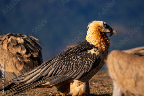 Majestic adult Bearded Vulture (Gypaetus barbatus) standing among griffon vultures in warm sunlight