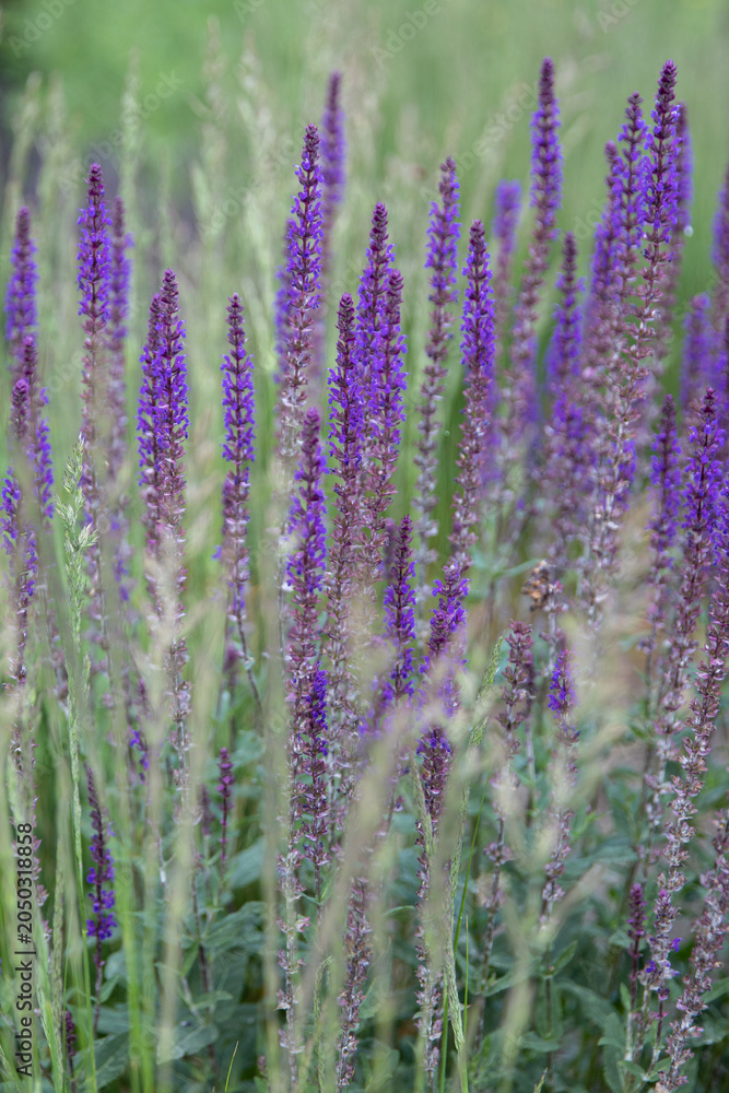 Obraz premium Deep purple spikes of wild sage (Salvia nemorosa) bloom within a modern public park boundary on a bright sunny day. Contemporary urban landscaping trends utilize massive blocks of perennials to create
