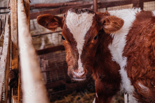 A young bull is standing in the barn and resting. The calf is red and white in color. Animal husbandry, agricultural industry.