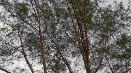 Looking Up Through Green Tree Canopy with Thin Branches Against Bright Sky