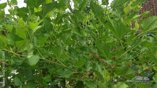 Mulberry Tree with Ripening Red Berries and Green Leaves in Lush Garden