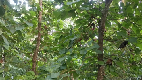 Vibrant Green Foliage and Tree Trunks in a Dense Tropical Forest