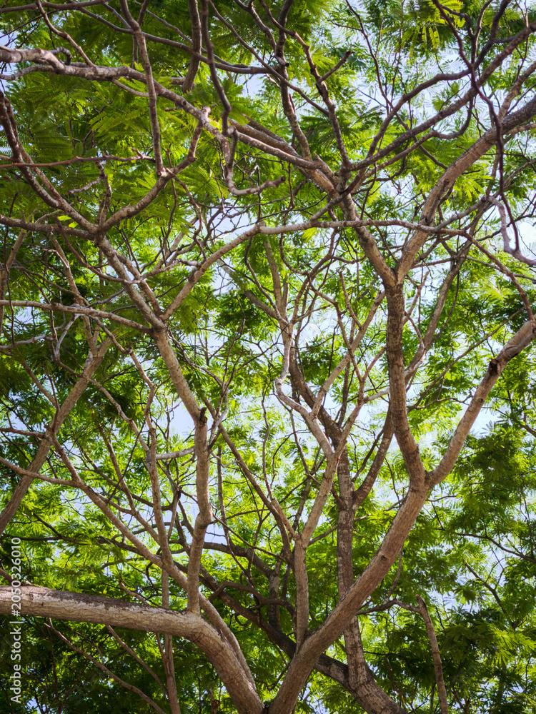 Fototapeta premium Dense Green Tree Canopy with Branches Against Sky
