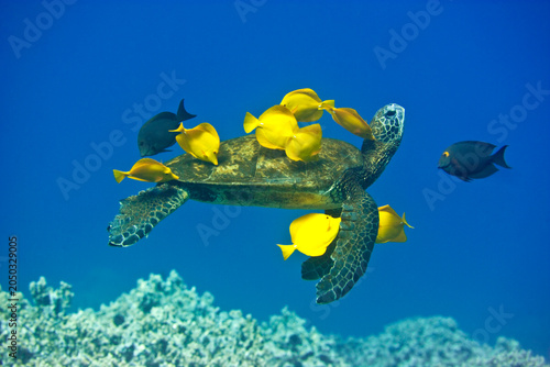 Green sea turtle being cleaned by yellow tangs off the coast of Hawaii