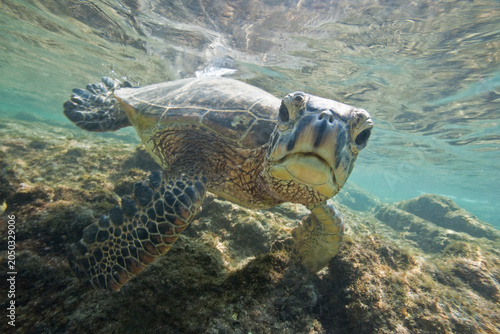 Green sea turtle comes close to the photographer off the Kona Coast of Hawaii
