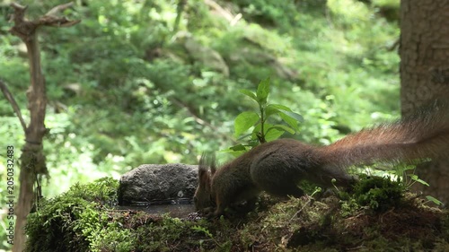 Scoiattolo rosso (Sciurus vulgaris) | Eurasian Red Squirrel Drinking and Eating Hazelnut and Chestnut 4K