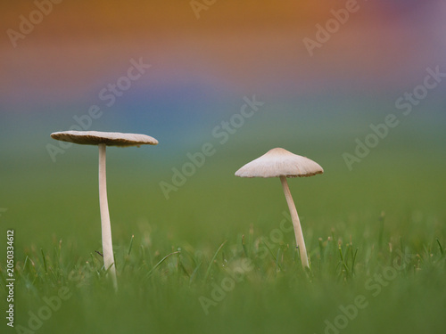 Εκτύπωση καμβά Light brown mushrooms in the lawn help decompose organic matter in the soil during the rainy season