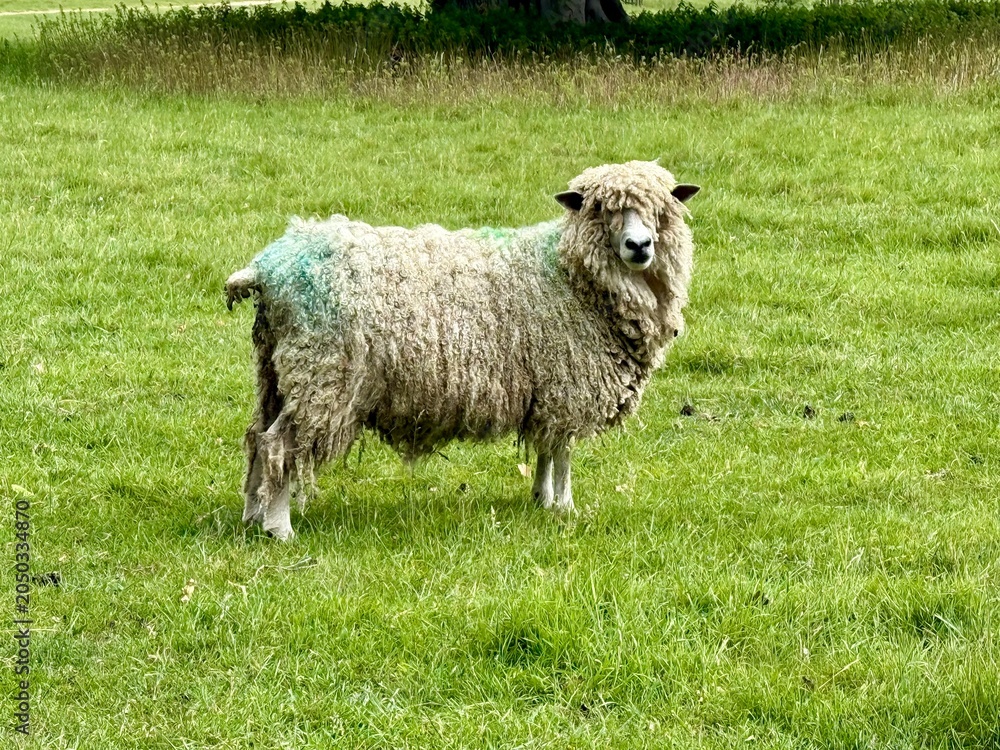 Fototapeta premium Curly fleeced sheep standing in lush green pasture looking towards the camera in a peaceful rural farming landscape.