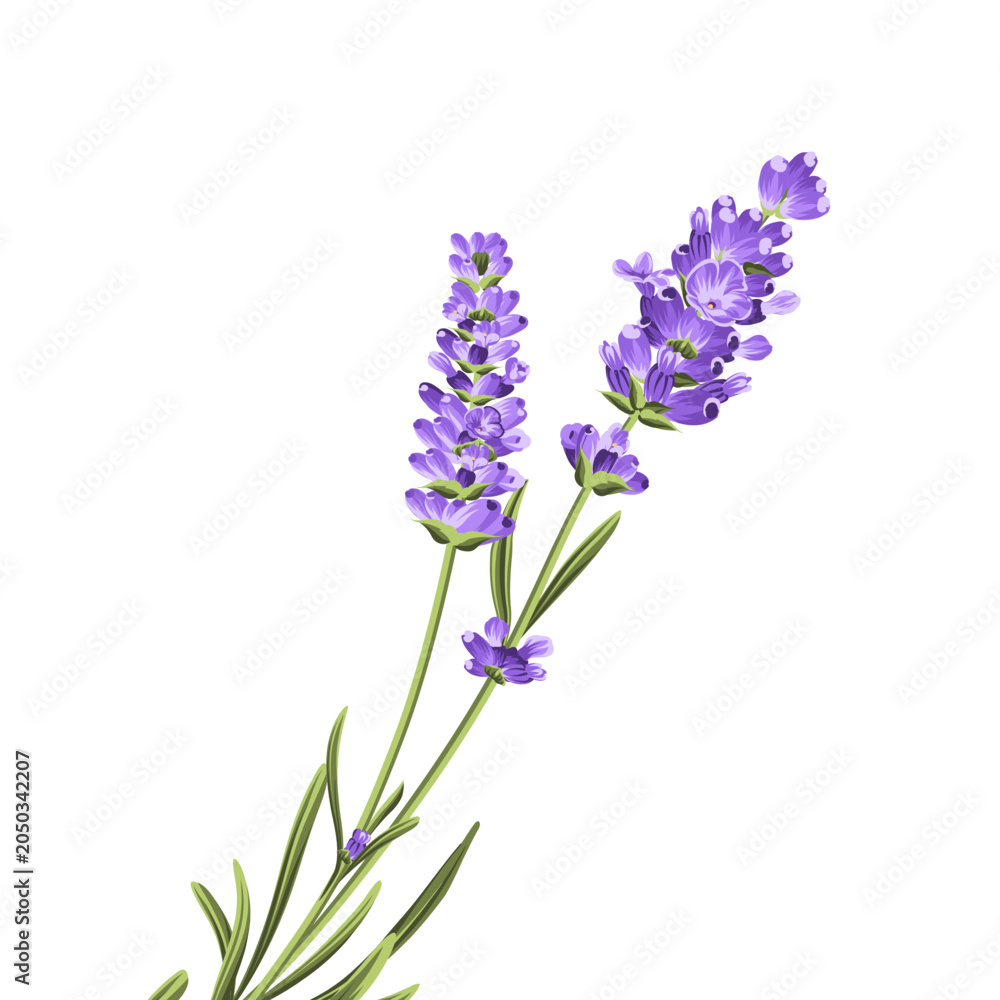 Fototapeta premium Hand drawn lavender bush vector illustration isolated