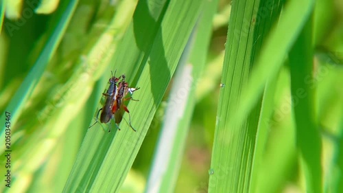 Marsh Fly Courtship and Mating on Rice Grass, Macro Close-up