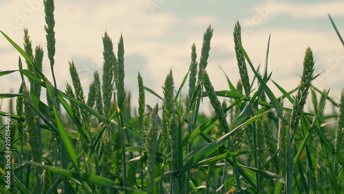 Konstfotografi Ears green wheat with grain ripen in field in summer