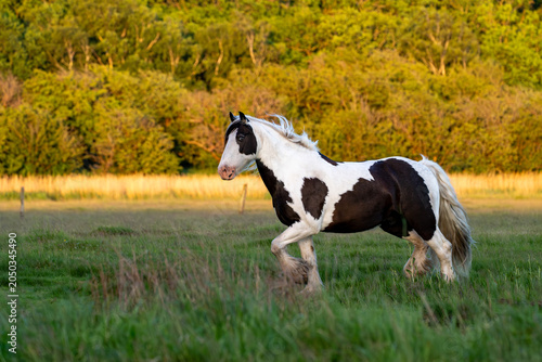 Canvas Print Pinto horse trotting through meadow with golden autumn foliage
