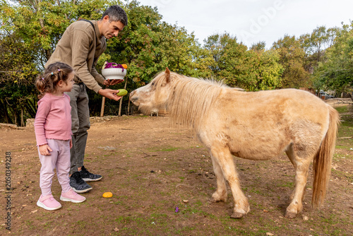 Konstfotografi Man and girl feed vegetables to small horse farm, pony walk in meadow outside