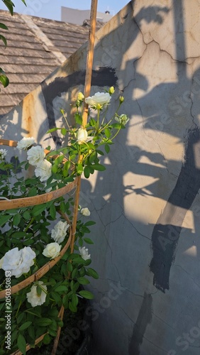water fountain in the garden
