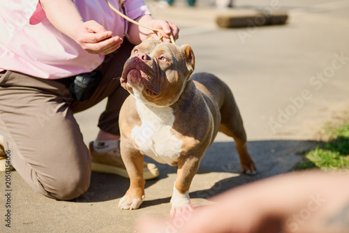A joyful puppy stands attentively before its owner, who offers a treat during a sunny day at the park. The scene is vibrant and full of warmth and love