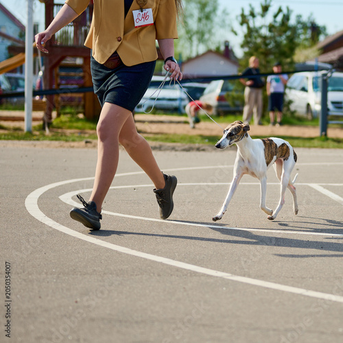 A handler gracefully walks their elegant whippet in a cheerful park setting, showcasing the dogs poise and beauty on a lovely sunny day amidst an audience