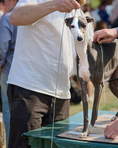 A striking greyhound stands proudly on a table while a handler carefully prepares it for competition at a dog show. The surroundings buzz with excitement