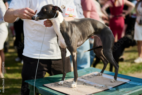 A skilled handler prepares a beautiful greyhound for competition at a lively dog show, with spectators watching in a vibrant park on a bright sunny day