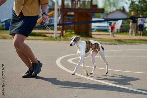 A well-groomed dog confidently strides beside its handler on a sunny day. The lively atmosphere is filled with spectators enjoying the event and the bond between them is evident
