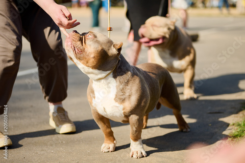 Two energetic dogs stand happily in the park as their owners engage with them. The sun shines brightly, creating a cheerful atmosphere for their outdoor adventure