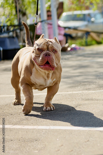 A muscular bulldog walks confidently on a leash, basking in the warm sunlight at an outdoor gathering while onlookers enjoy the lively atmosphere nearby