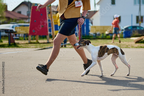 A person walks happily with a lively dog in a sunny park. Colorful playground structures stand in the background, embodying the joy of a perfect day outdoors