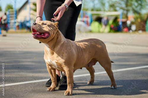 Bright sunlight fills the park as a joyful dog stands beside its owner. The playful atmosphere invites fun, laughter, and an unforgettable bond shared between them