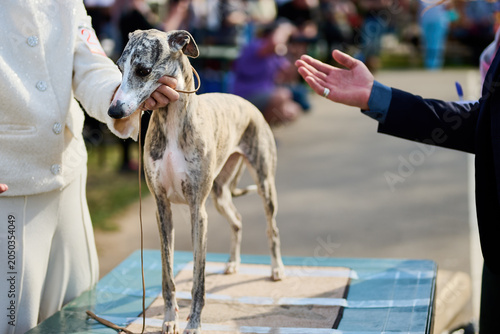 A graceful greyhound stands poised on a table, its sleek coat glistening in the sun. Nearby, a handler skillfully presents the dog while onlookers watch eagerly