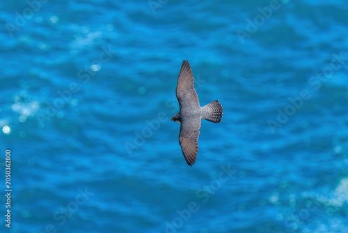 Tableau sur toile 青い海の上を滑空するハヤブサ 猛禽類の飛翔 野生動物