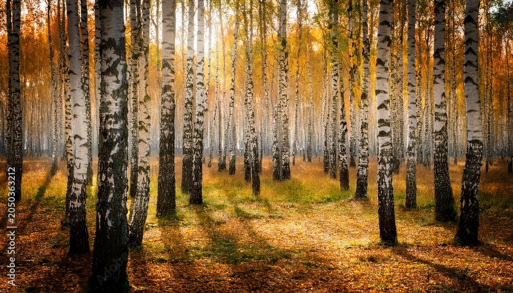 Fototapeta premium Birch Forest In Autumn